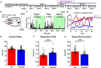 Sleep Spindles and Fragmented Sleep as Prodromal Markers in a Preclinical Model of LRRK2-G2019S Parkinson's Disease